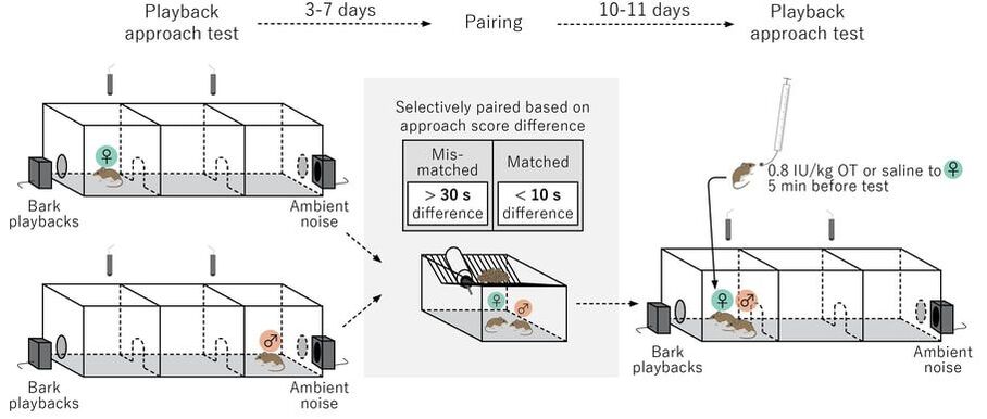 Pairing scheme figure